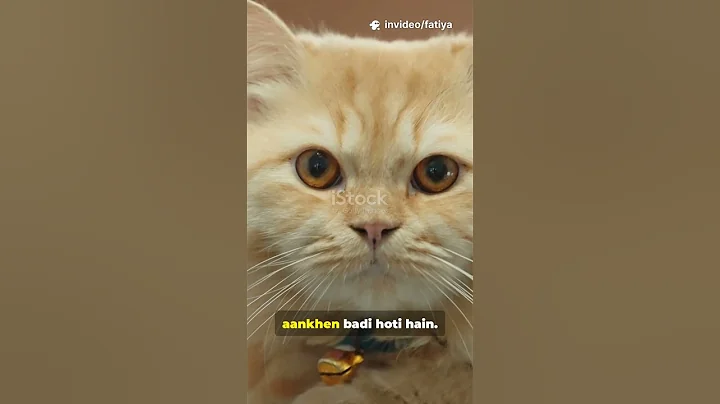 Video 11458421: persian cat facts, persian cat love, royal feline