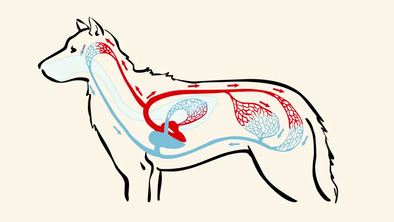 Млекопитающие кровообращение и дыхание. Кровеносная система млекопитающих. Система кровообращения собаки. Кровеносная система собаки. Строение кровеносной системы млекопитающих.