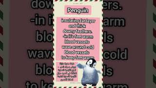 #shorts ' English pronunciation 'معلومات عن البطريق penguin