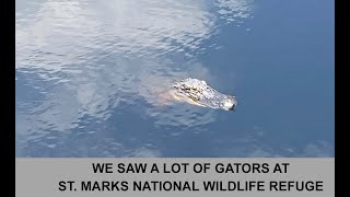 We Saw a lot of Gators at St. Marks National Wildlife Refuge