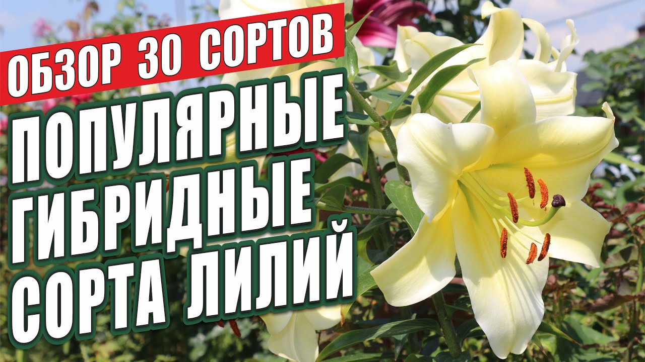 ПОПУЛЯРНЫЕ ГИБРИДНЫЕ СОРТА ЛИЛИЙ. ОБЗОР 30 СОРТОВ. ЛИЛИИ В САДУ. - YouTube