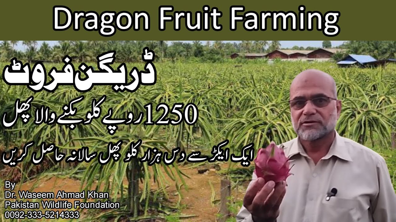 Dragon Fruit Farming Business | Dragon Fruit Farming In Pakistan | Most Profitable Farming Business 