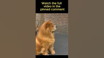 Chow Chows are aloof and suspicious?#misunderstood #debunking #unfair #myths #behavior #shortsvideo