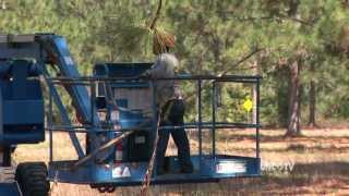 Long Leaf Pine Harvesting in North Carolina | UNC-TV | North Carolina Now