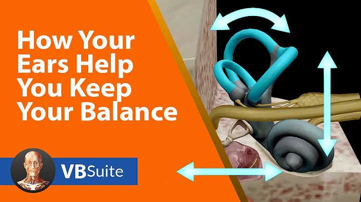 How Your Ears Help You Keep Your Balance
