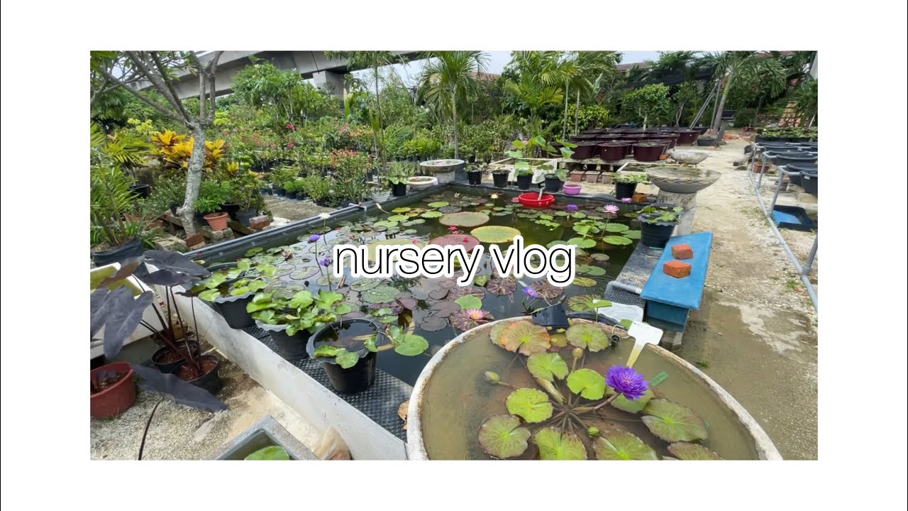 nursery vlog : getting my first water lily