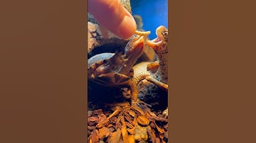 Eastern Box Turtle Steals the Whole Worm 🐢🪱😂