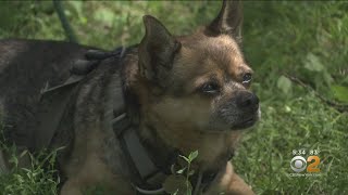 Owner Of Stolen Dog Finds Couple Walking Pet, Snatches Him Back Owner Of Stolen Dog Finds Couple Walking Pet, Snatches Him Back