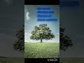 plant tree u cut them😔...... #sad