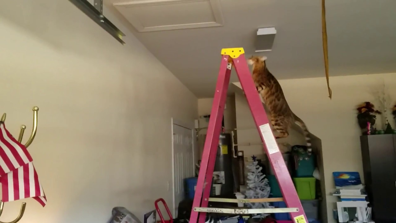 F3 Bengal Cat Climbing A Ladder YouTube