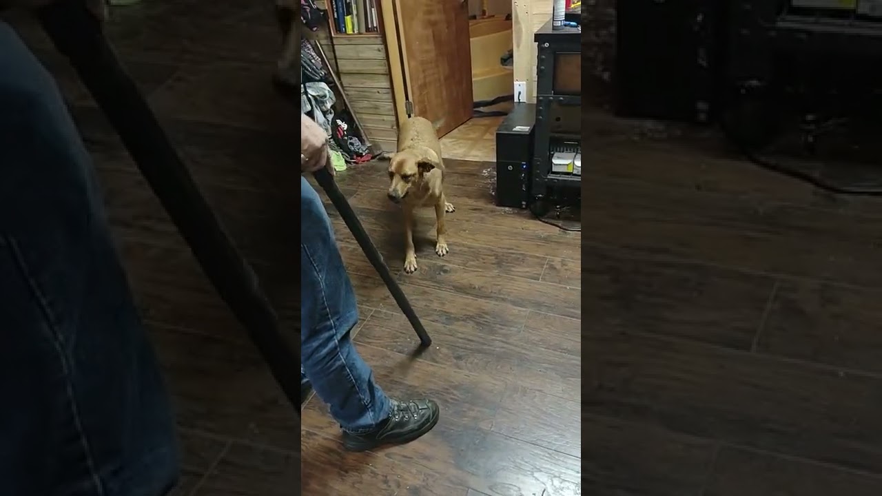 Annoyed Dog Barks at Vacuum Cleaner While Owner Cleans House - 1326064