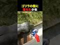 ゴリラの檻の中に落ちた男の子