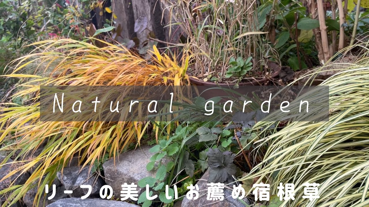 春から初冬まで長く楽しめる宿根草14選🍁冬前の作業や堆肥箱の様子公開！