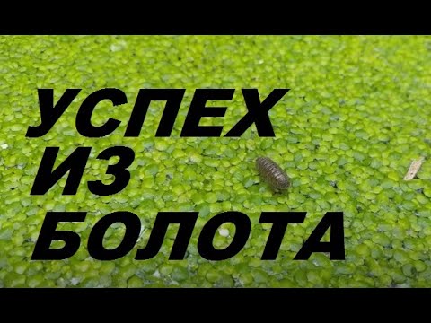 Видео: Как растет ряска?