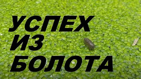 Ряска малая - продуктивность и интенсивное выращивание, Duckweet growing.