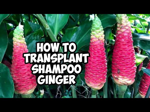 How To Transplant Shampoo Ginger Plant | Hawaiian Awapuhi | Whimsy Crafter  - YouTube
