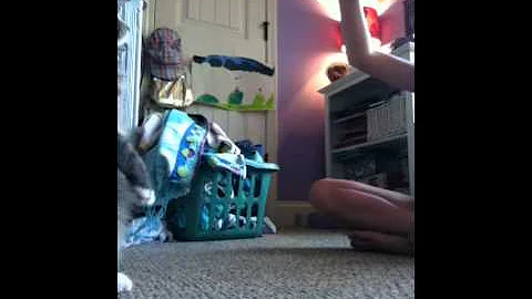 Bella training mildred FUNNY