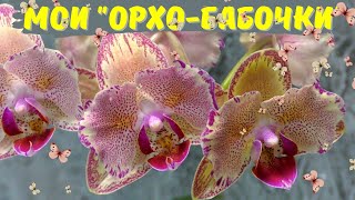 Мои орхидеи-&quot;бабочки&quot;🦋Цветение удивительных фаленопсисов