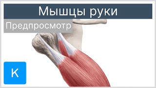 Мышцы руки (предпросмотр) - Анатомия человека | Kenhub