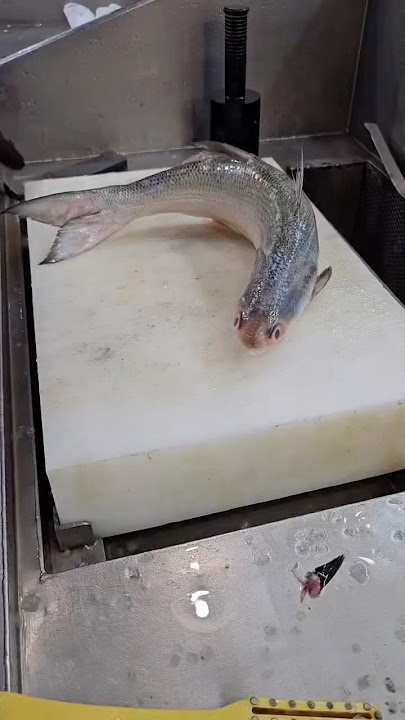 Senangin Fish cutting skils shortsvideos #senangin #viral #youtubeshorts #shortvideo