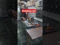 perkutut bangkok