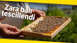 Dünyaca Bilinen Zara Balı Tescillendi