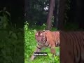#wildlif#tiger #youtubeshorts #trend