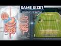 The 30 Foot Chemical Lab Inside You - Mind Blowing Facts about stomach