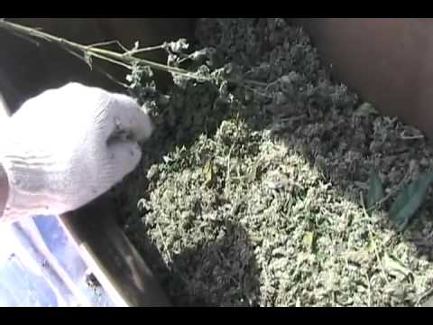 Davidsfarm 1405 - 1000 Lbs. Of Catnip Drying At Davidsfarm