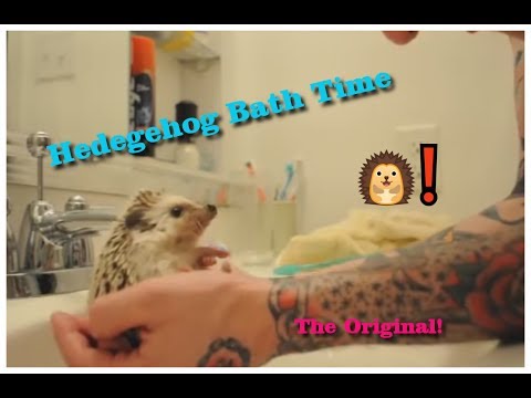 Hedgehog Bath Time - Originalen