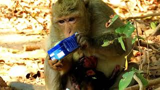 Poor Leyla monkey Very hungry, Papa song give milk to Leyla eat,Thank you papa song