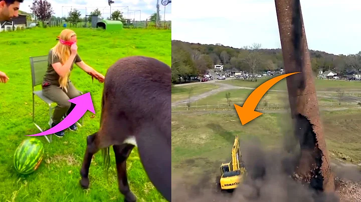 Video 5879891: fails compilation, laugh compilation, best compilation, funny cat