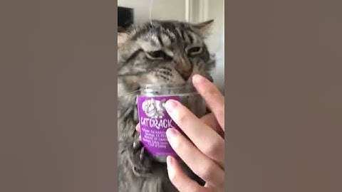Cat Feasts On Catnip As Owner Tries To Stop Them - 1169329