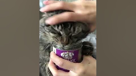 Cat Feasts On Catnip As Owner Tries To Stop Them - 1169329