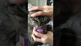 Cat Feasts On Catnip As Owner Tries To Stop Them  1169329