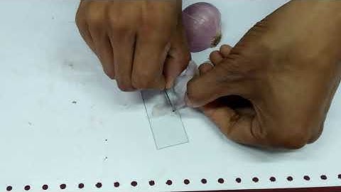 Class 9 Biology Experiment 1 - To Prepare Temporary Mount Of Onion Peel And Study Itscells