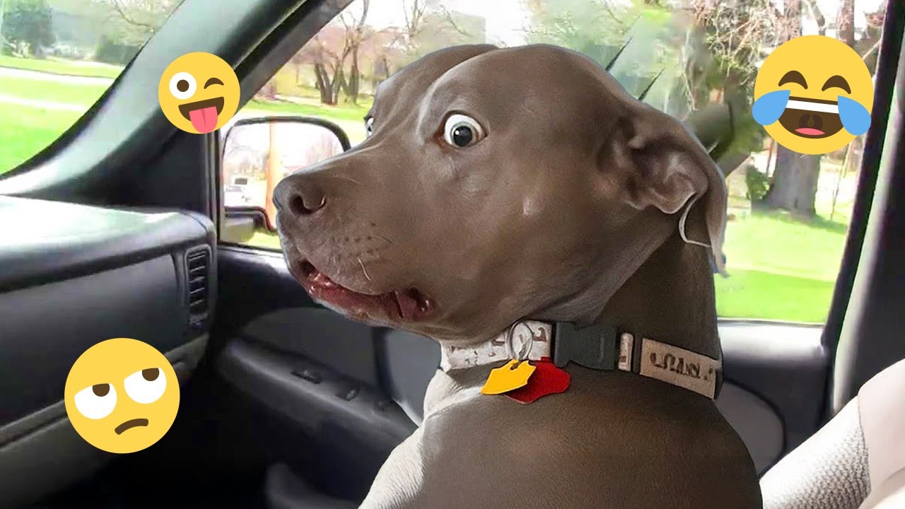 I'm 101% SURE that you will LAUGH EXTREMELY HARD- Funny Dog 2025 #169