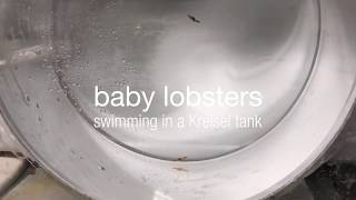 Post-larval Lobsters Swimming in a Kreisel Tank