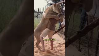 Download Lagu The lion recognized the benefactor of the year.#animals #lion #friendship #love #warm #lucky #fyp MP3 Download Lagu The lion recognized the benefactor of the year.#animals #lion #friendship #love #warm #lucky #fyp MP3