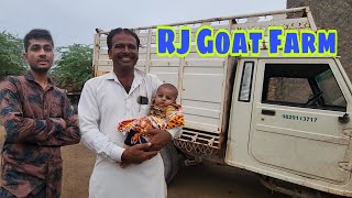 Full Documentary Of Sojat Goats With Barkat Bhai | 1800 Palai At RJ Goat Farm.