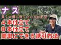 【ナス】長期で育てるために必須な「誘引作業」を徹底説明。思ったより簡単にできます。