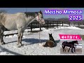 メイショウミモザの2番仔誕生!姉も元気です
