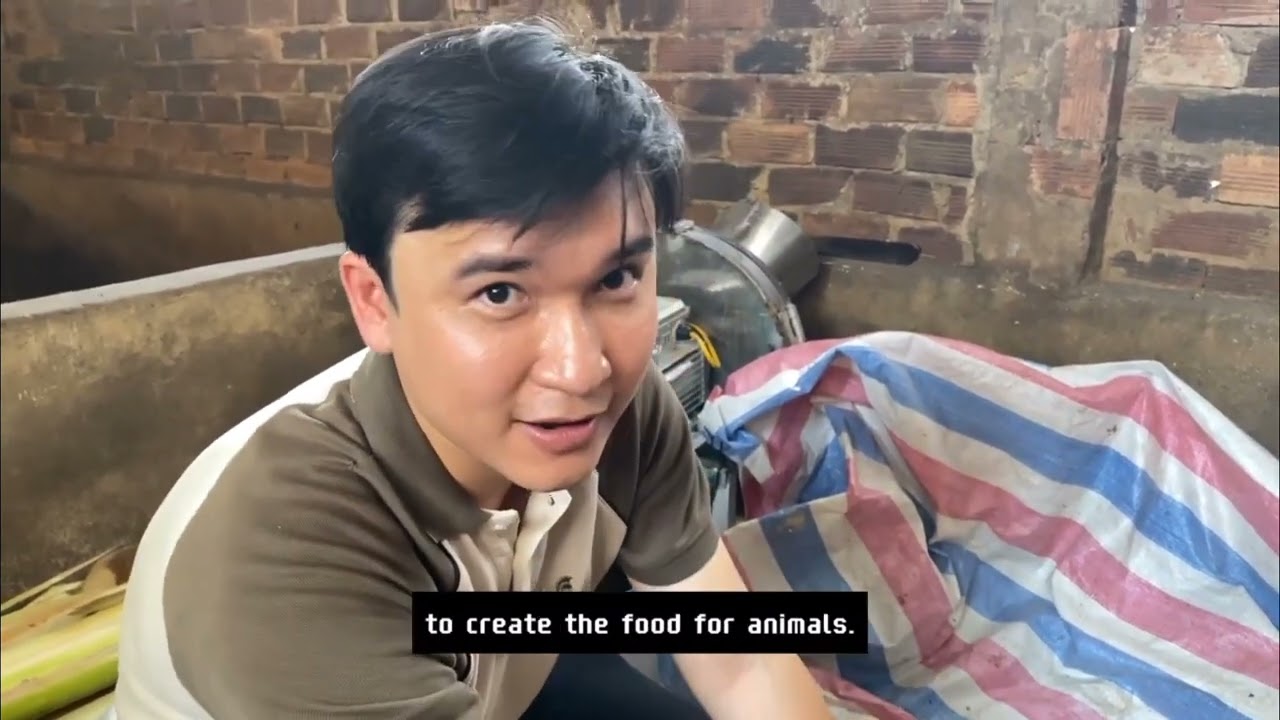 #6 Nuôi heo:Ủ men, chuối, rỉ mật đường làm thức ăn cho heo_ Triển khai hộ dân_ Thiện Chí_ Bình Thuận