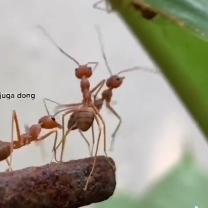 gambaran, ketika perjuangan yang tidak dihargai