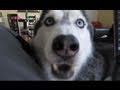 Mishka the Husky says "Hello Momma"!!! - Dog Talking
