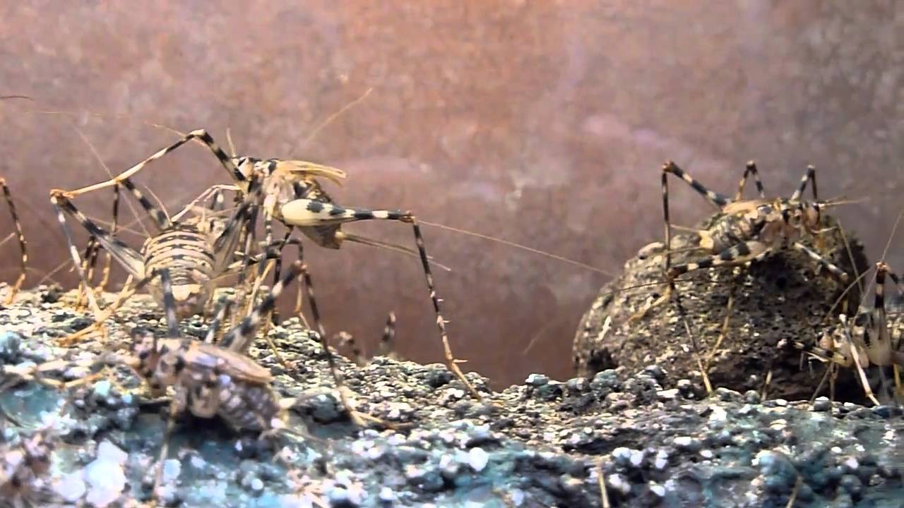 カマドウマの幼虫ってどんなの