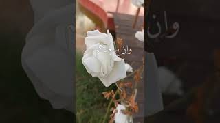 🌹🍀 صباح معطر بذكر الله 🌷حالات وتس اب صباحيه ودينيه ❤️🍀