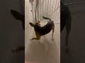 Gracie the Greek hound trying to find her tail