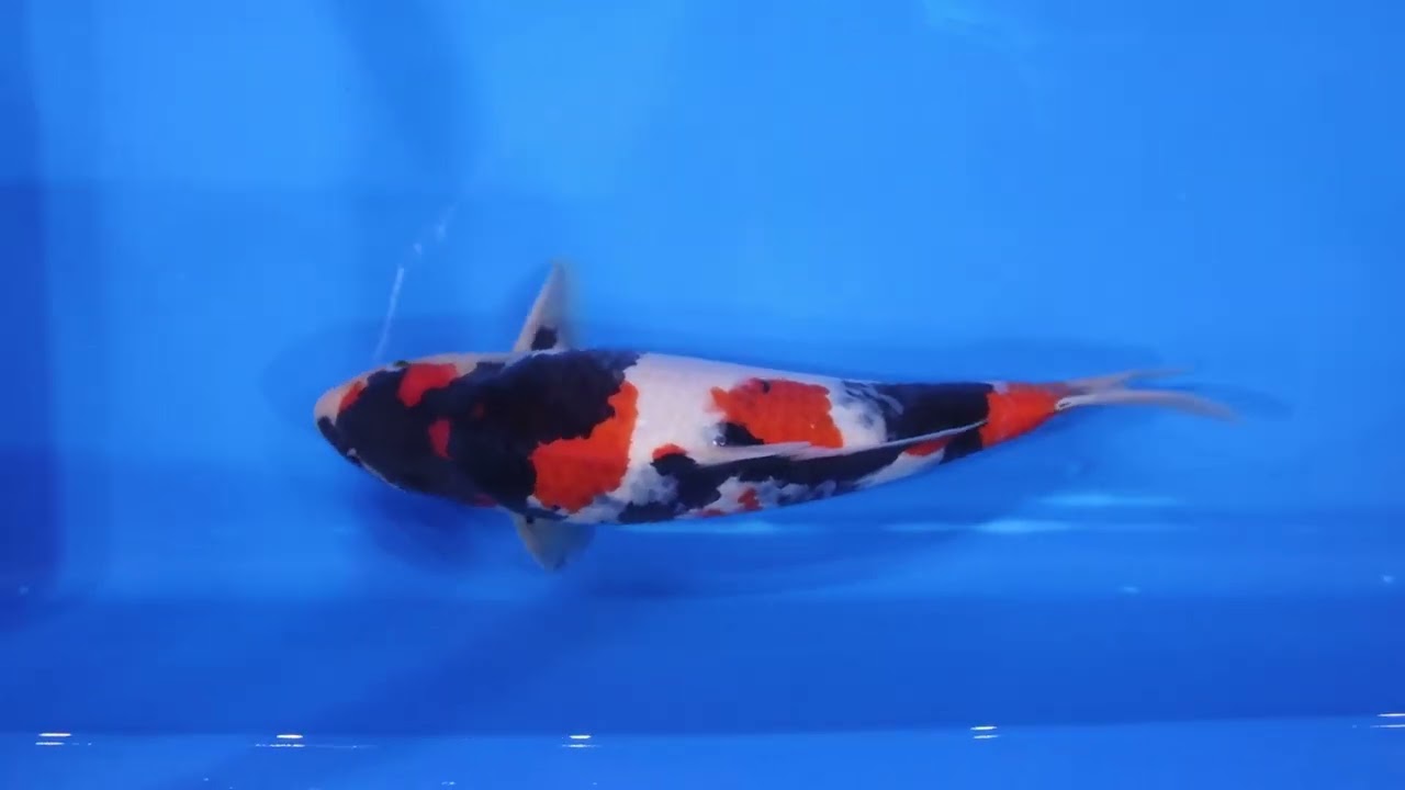 鯉 吉田 隆一 | Tendou Koi Farm Breed Kawarigoi !!!!!! photo by