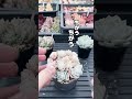 多肉あるある　ついついやっちゃう衝動的なやつ #succulent #エケベリア #多肉植物 #succulents #mokimoki #モキモキ